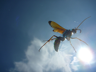 Illustration for article titled Shooting Challenge: Bugs Gallery (Part 3)